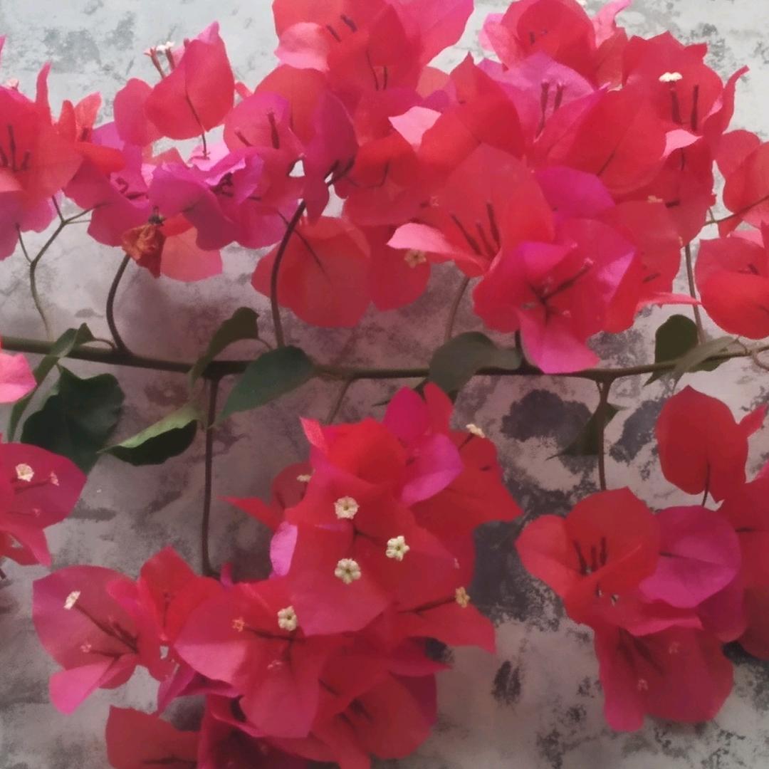 花红柳绿