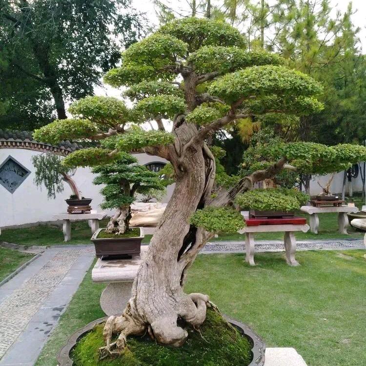 建强