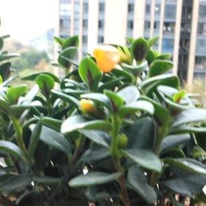雨后花香(按自己的心走)
