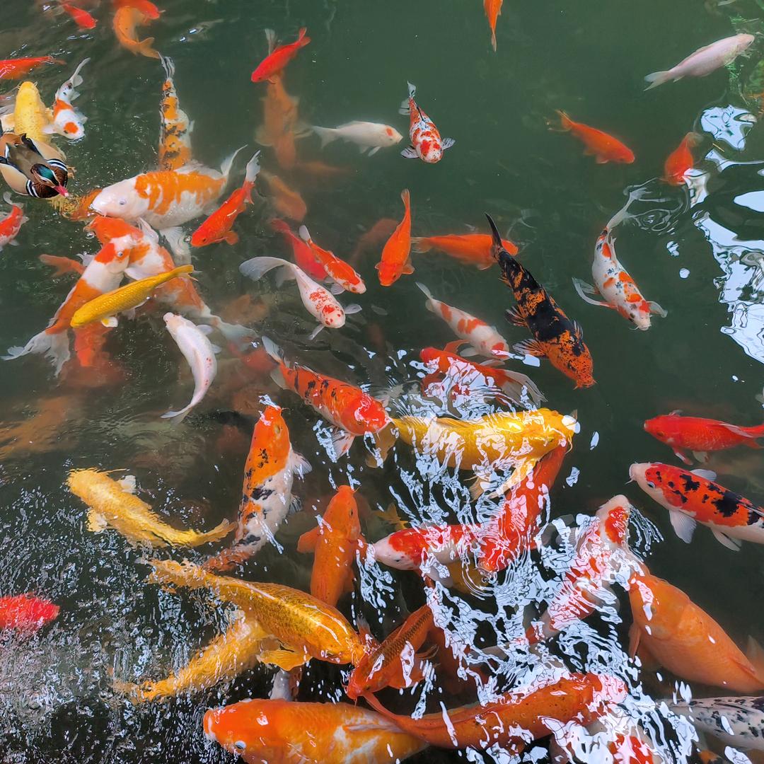 二（俩）宝妈妈