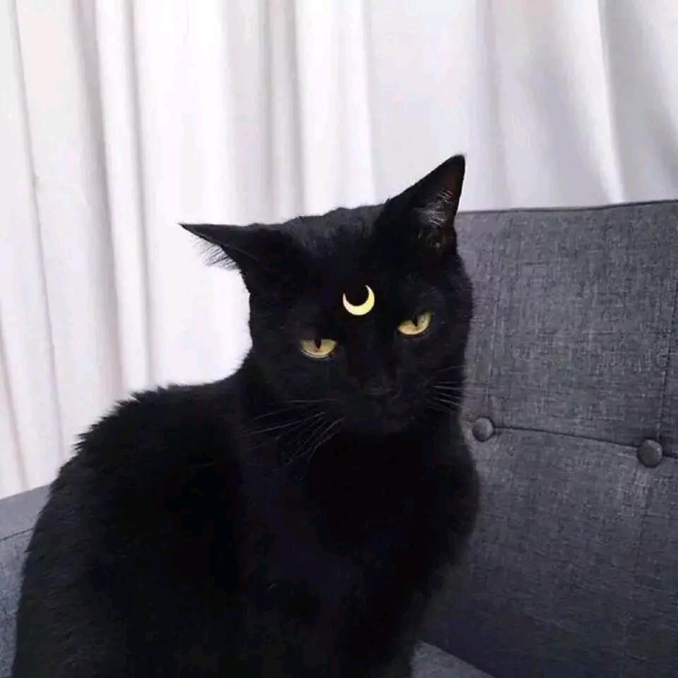 柠檬没你萌