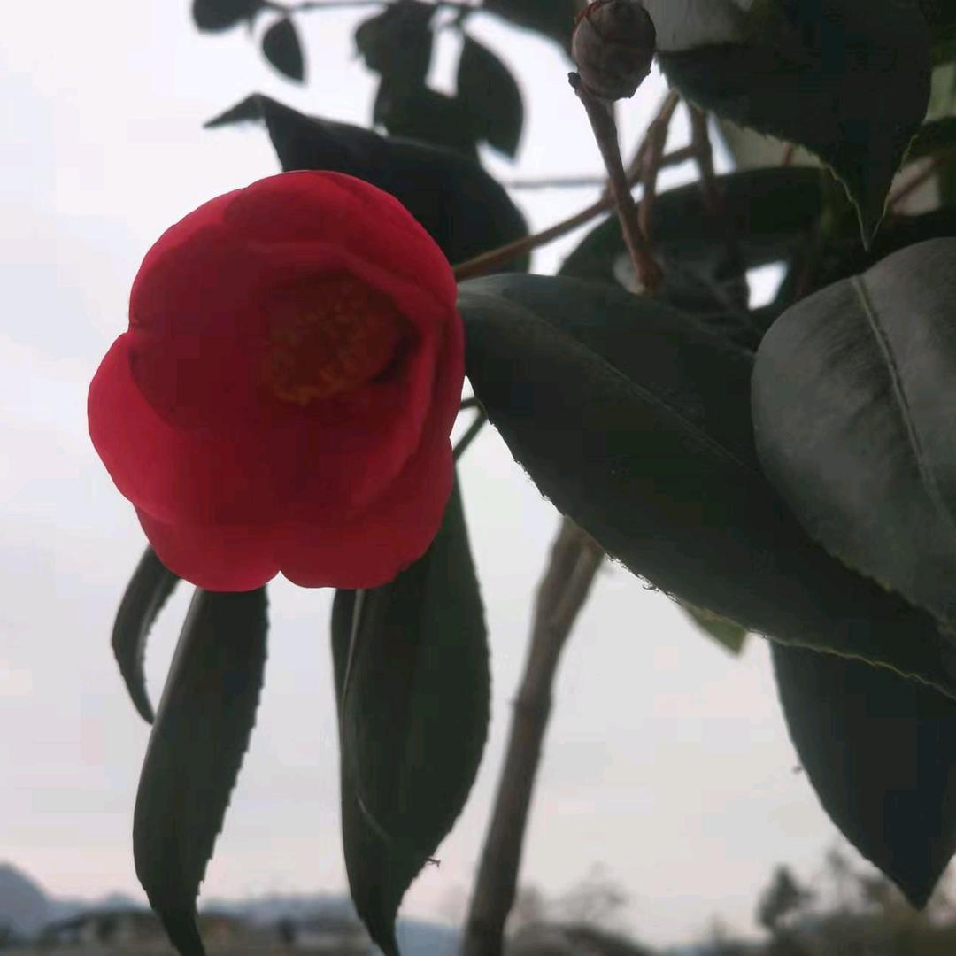 一缕阳光