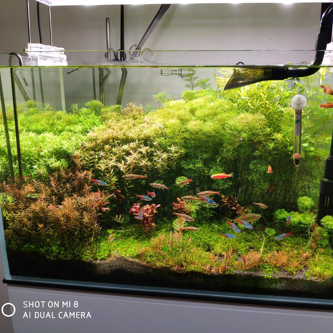 达自然水族萌宠