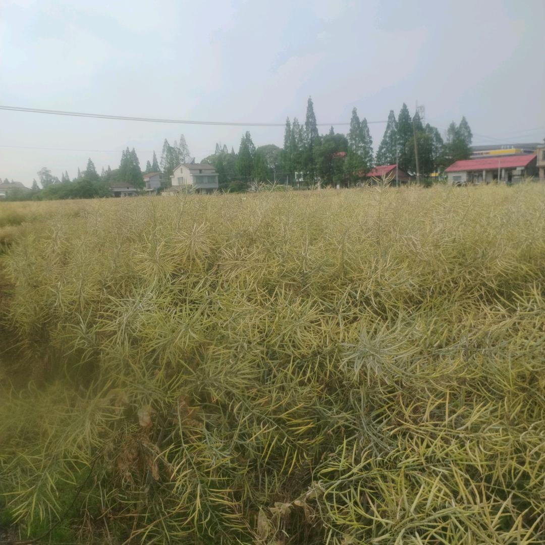 无忧旭曰