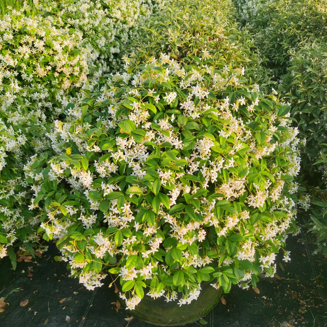 上海鸿闯园林绿化