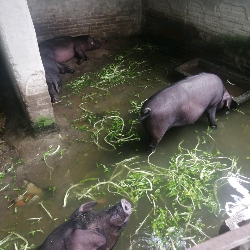 🐷队长