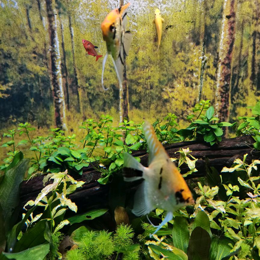 明文