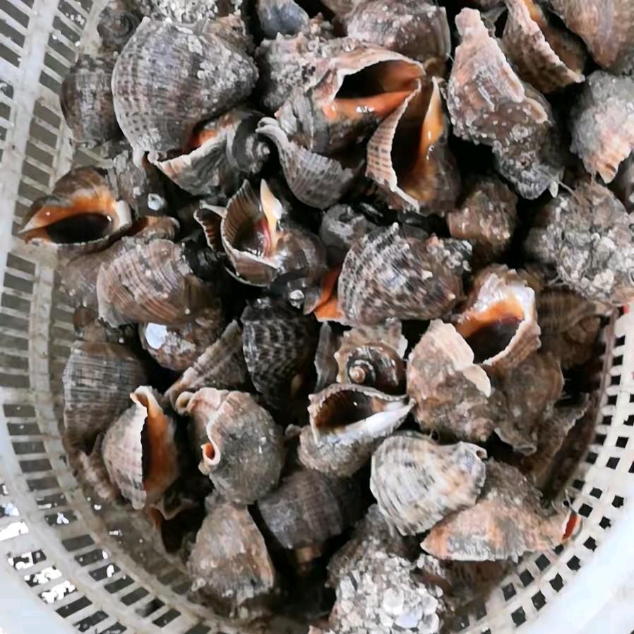 吕四海鲜（Sushi  Nori）