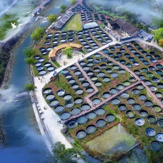 浙江溪石斑苗种场，景宁金澜渔业