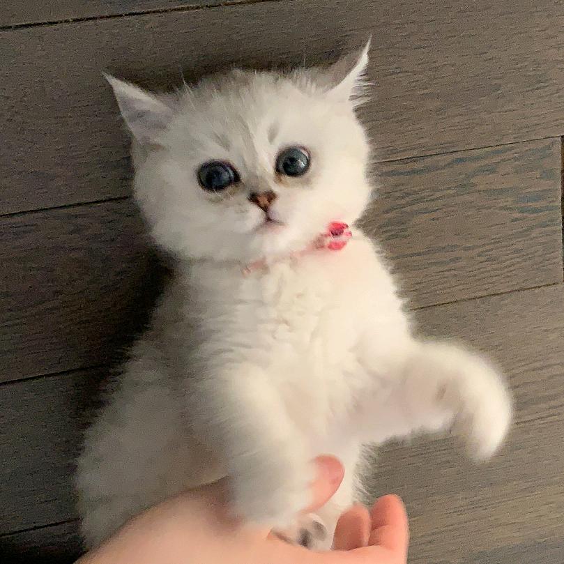 软妹yuki