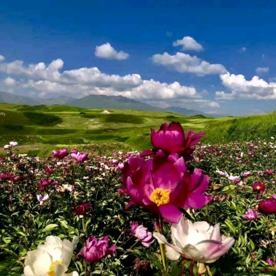 青草花