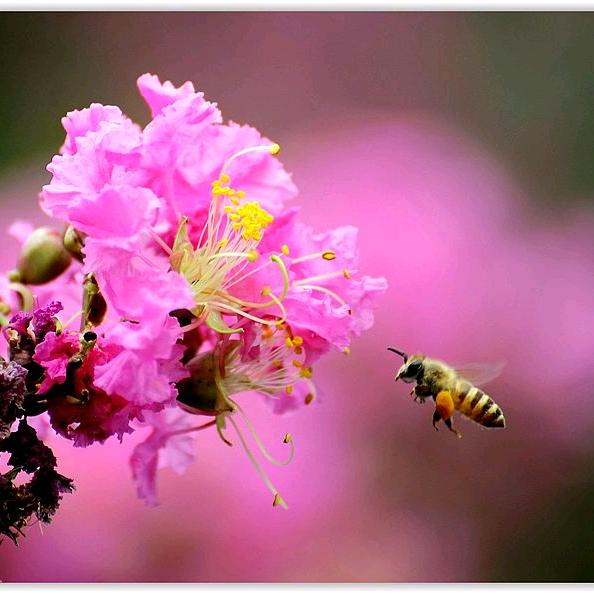 紫薇花🌸