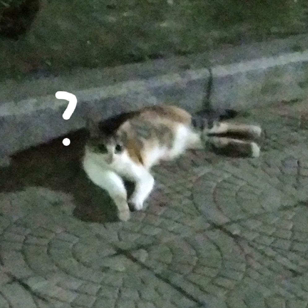 一个棉桃