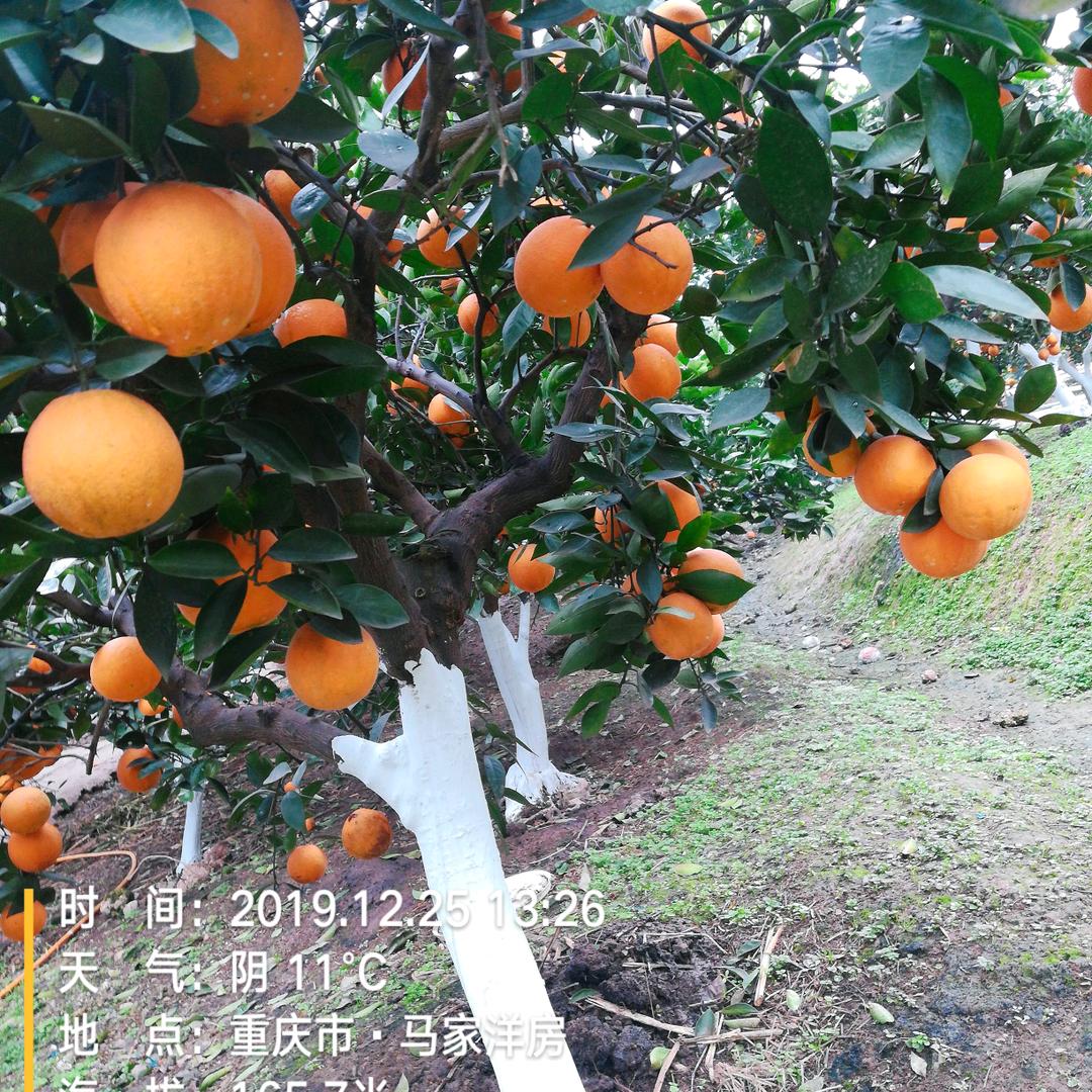 保护森林