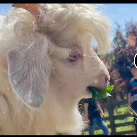 炸毛的太阳花🌻