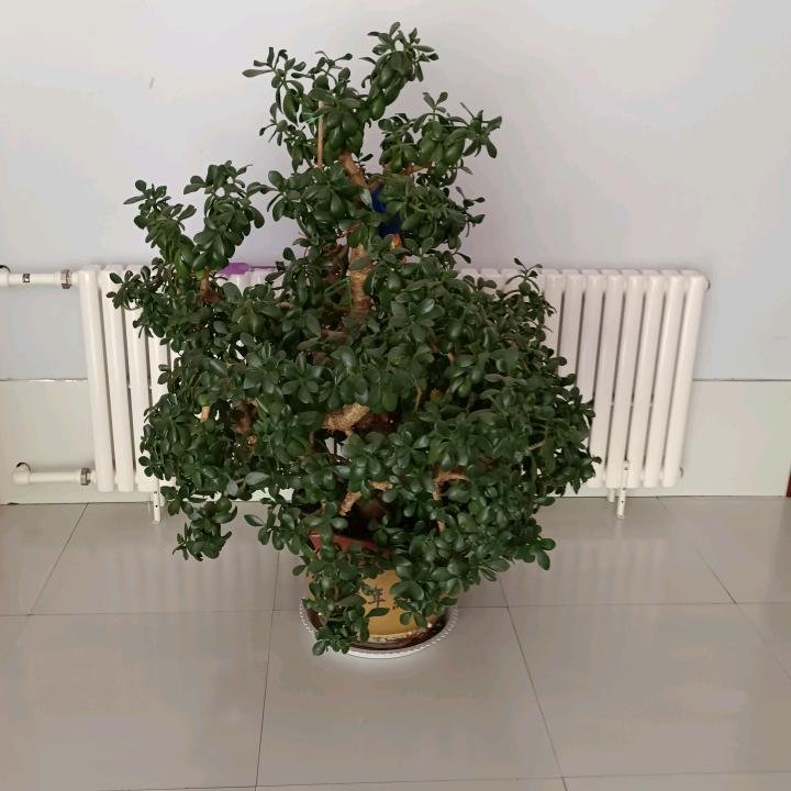 阳光天使