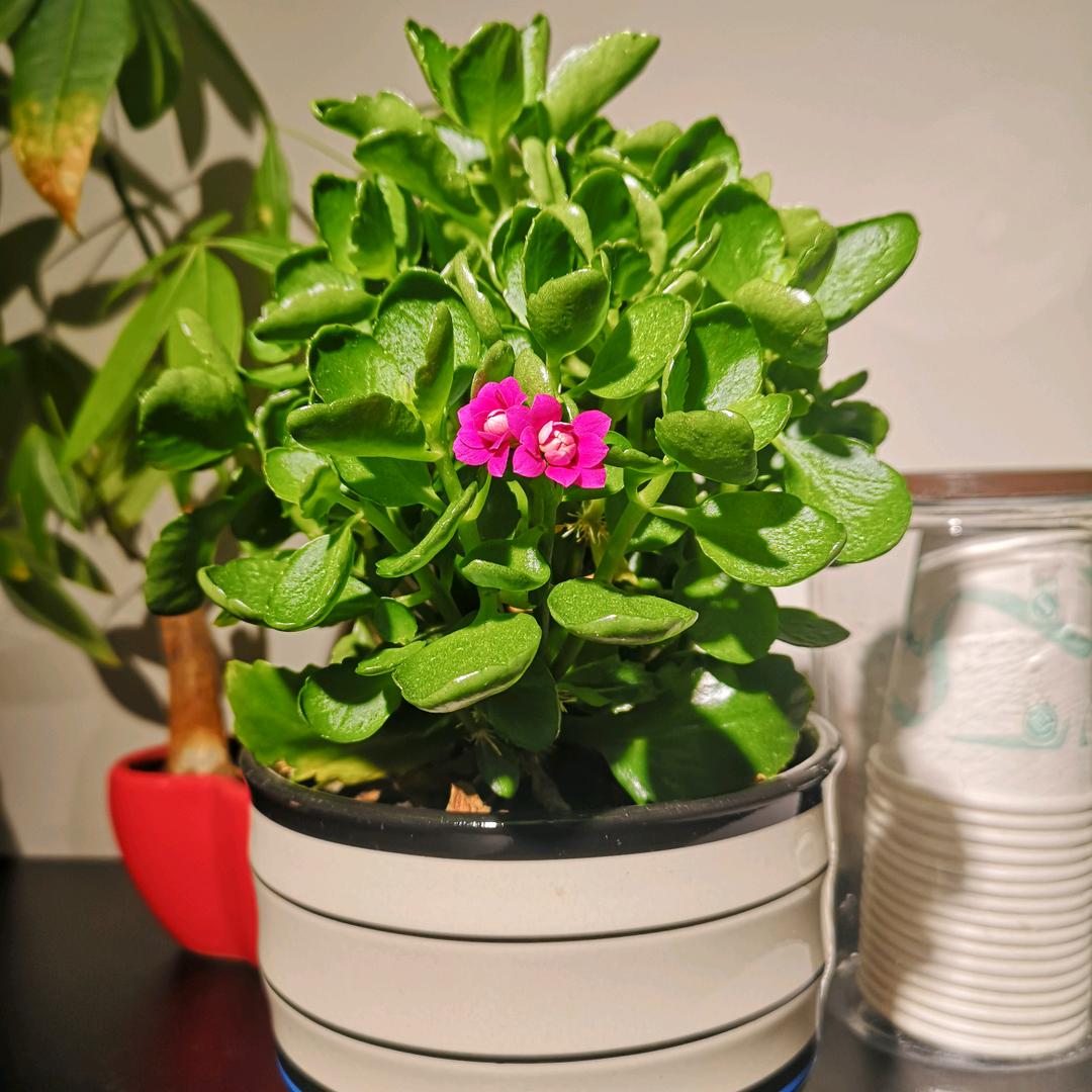 茉利