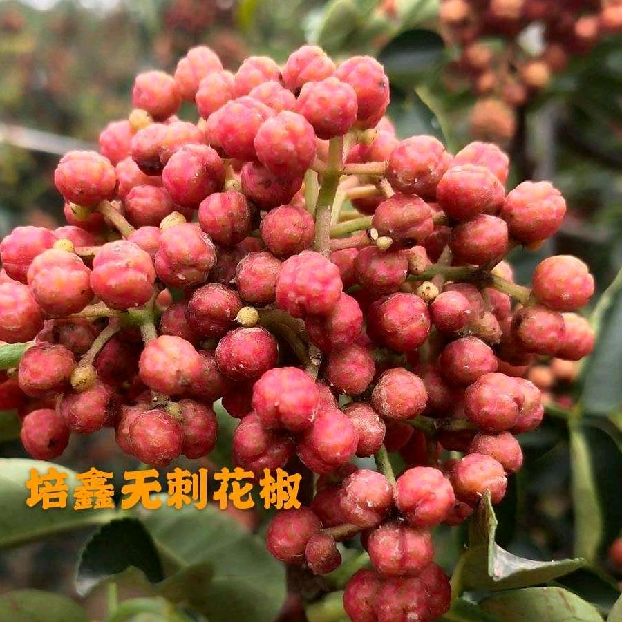 韩城培鑫农产品有限公司