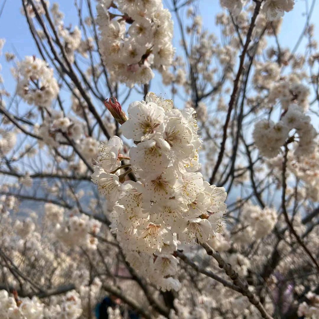 神剑一梦