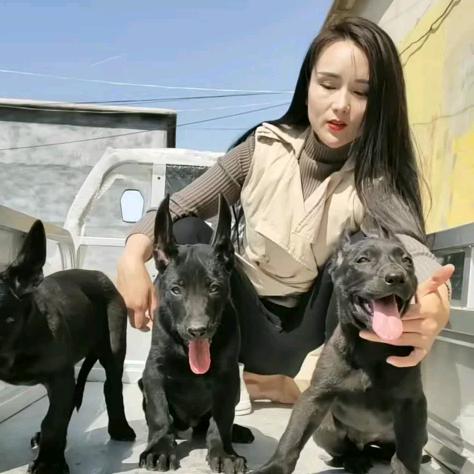 晴博犬业