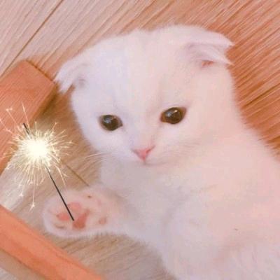林夕兮