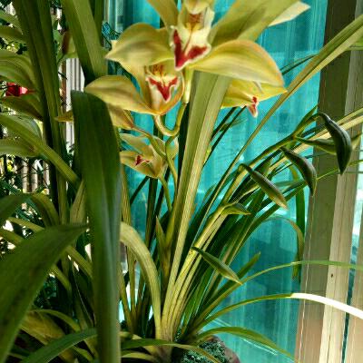 🌸幸福常伴ღ♡🍒