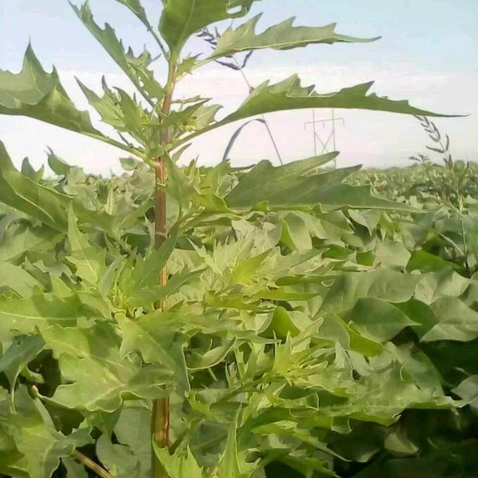 一棵新疆美丽的大草