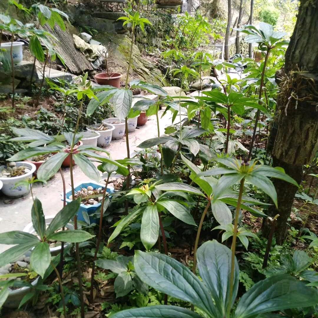 药用植物园