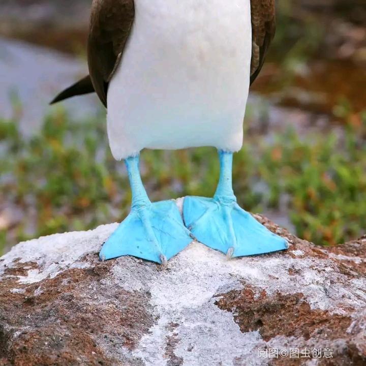 龙虾小姐（强制性脊柱炎板）