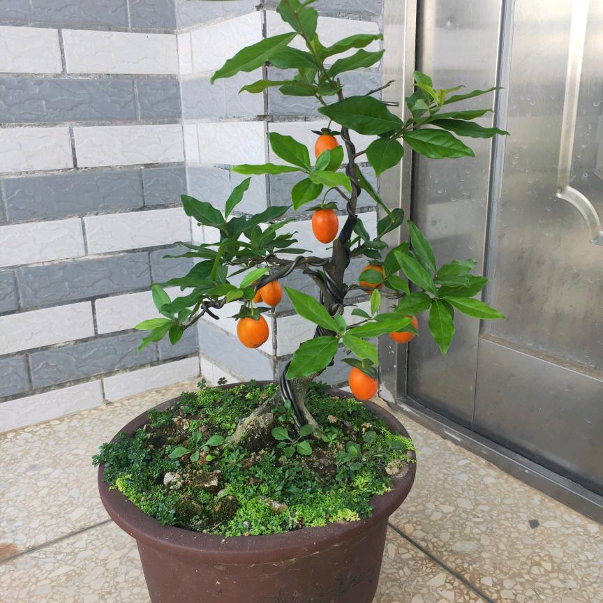 麒麟头像