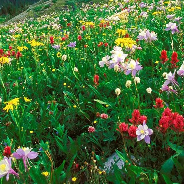 花开富贵、