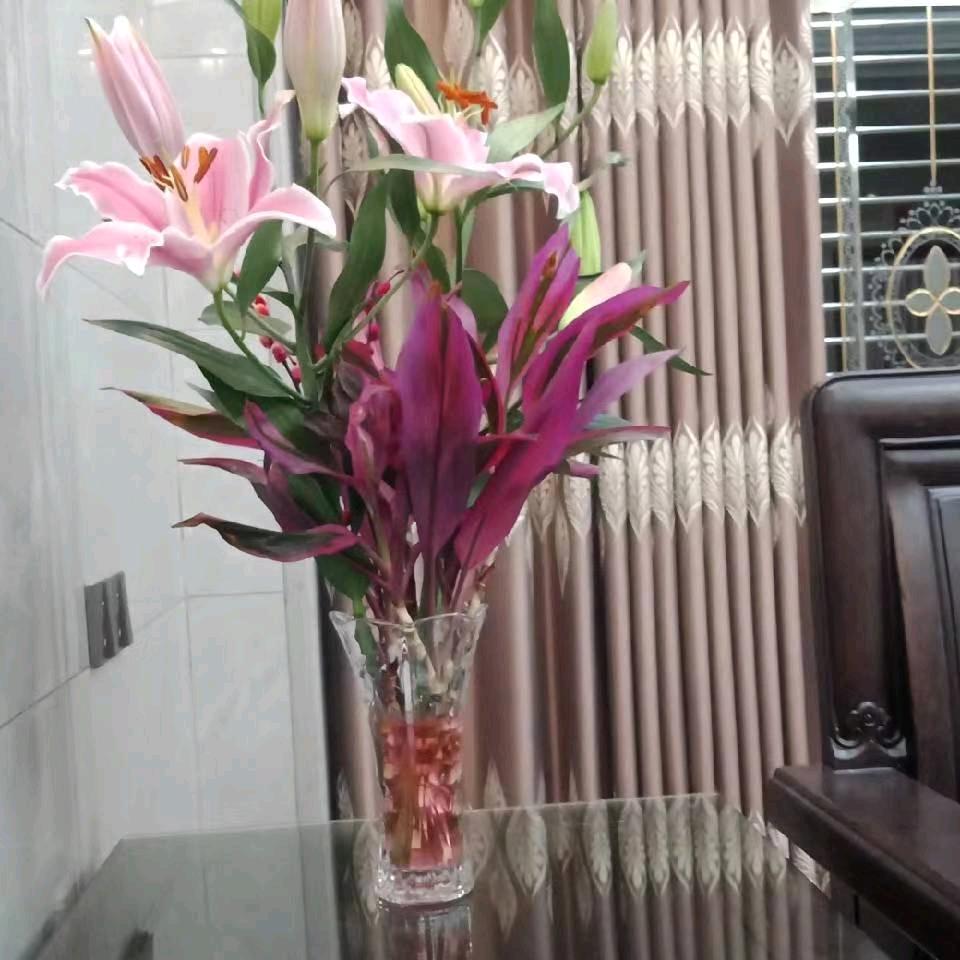 ✨猫咪✨🌹🌹🌹🌹