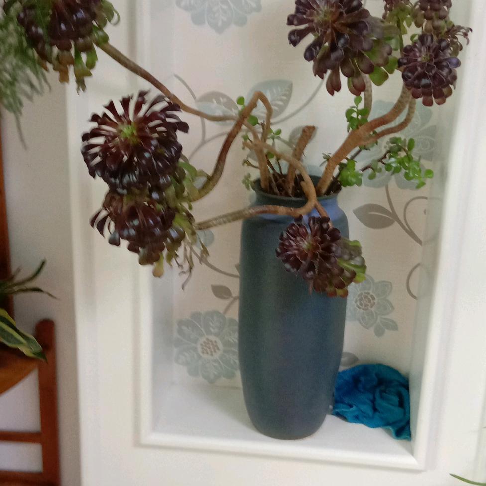 秋菊