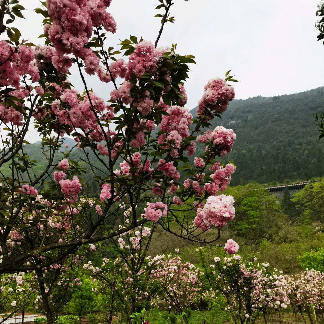 栀子花开🌸