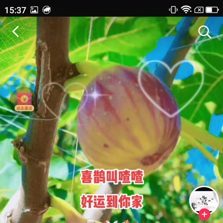 内乡红土高坡无花果园