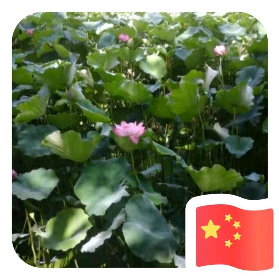 荷塘风清