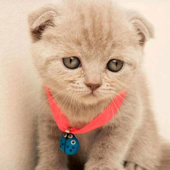 尘埃落定(๑ت๑)♡