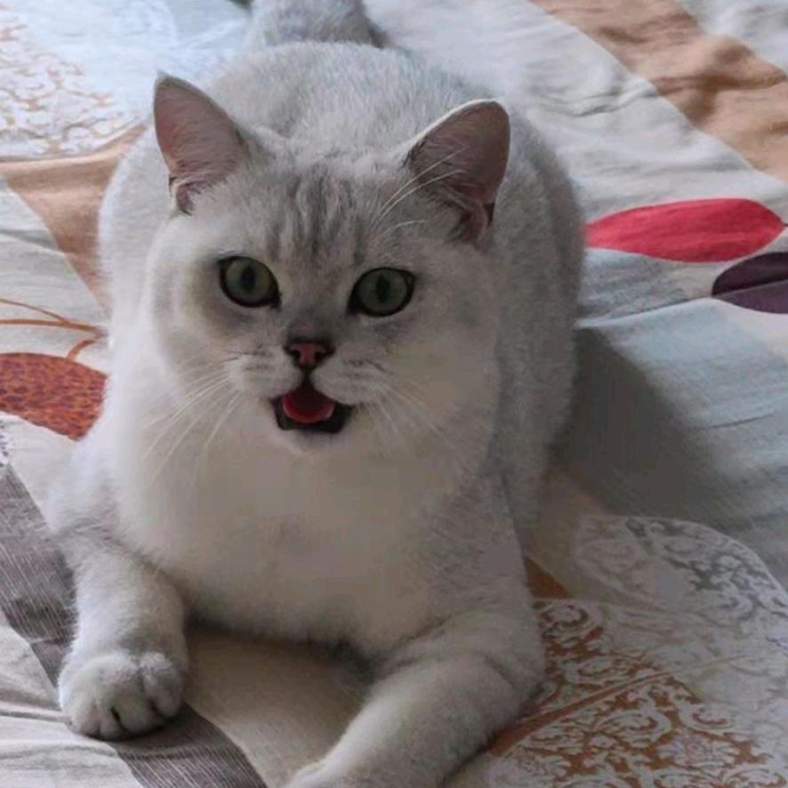 王豆包是只喵～