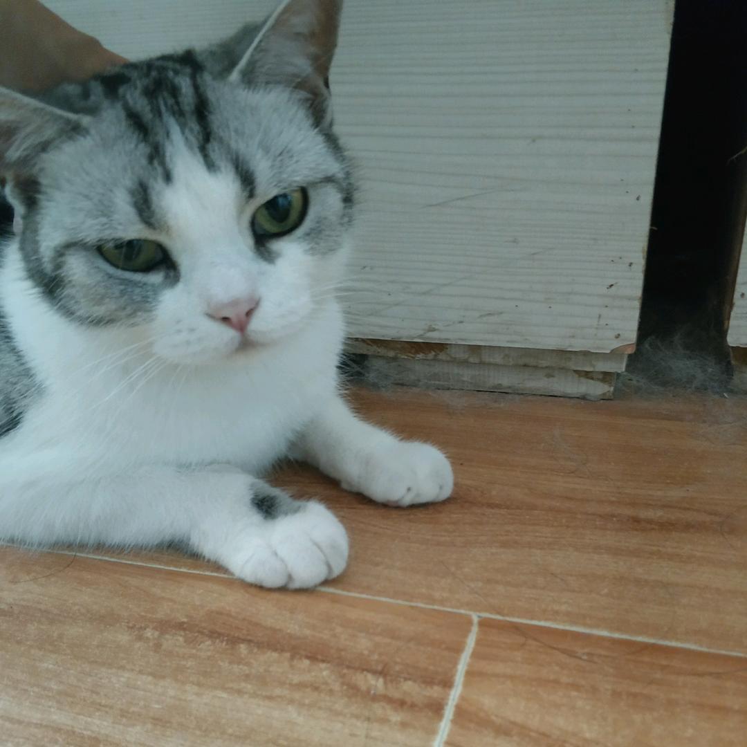 猫娘九黎今天也是萌萌哒头像
