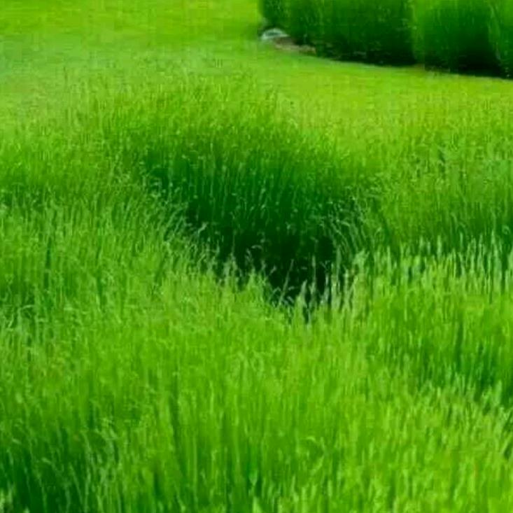 阳光永恒