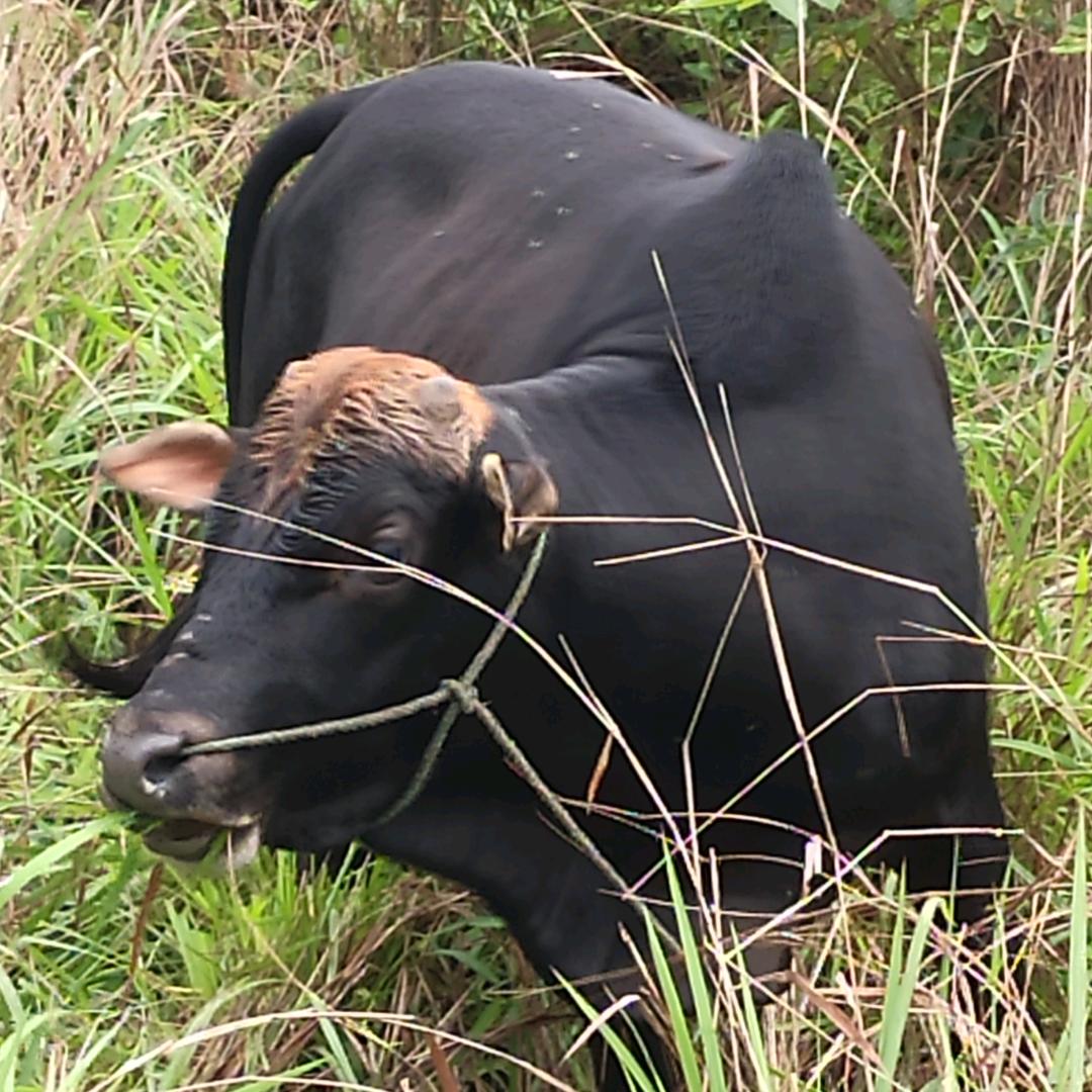 放牛人19970798279