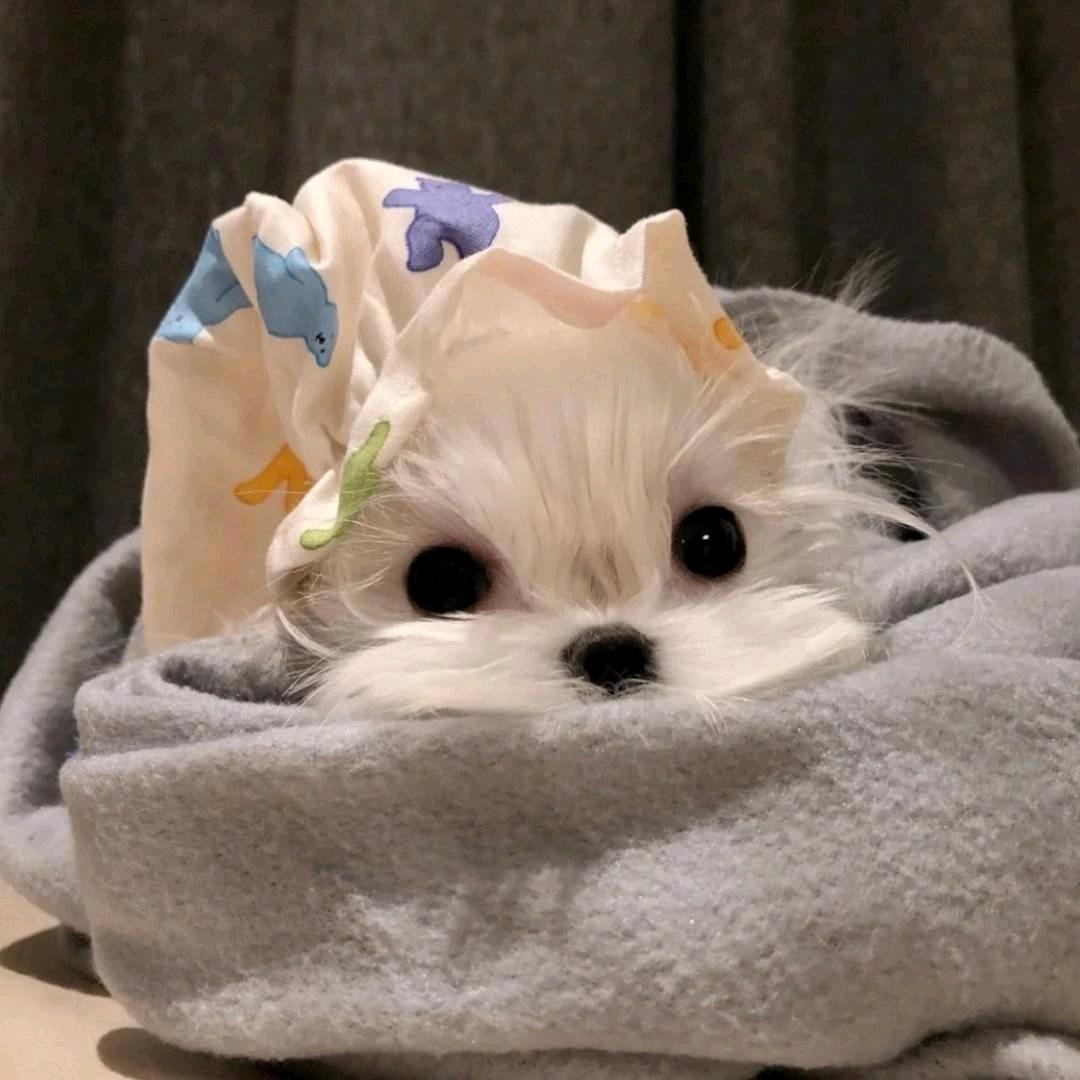 西瓜丸子🌈