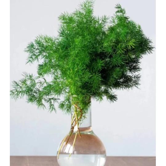 东边太阳