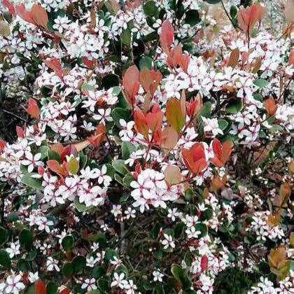 生桩海岛春花，栀子花批发