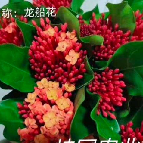 丁大大