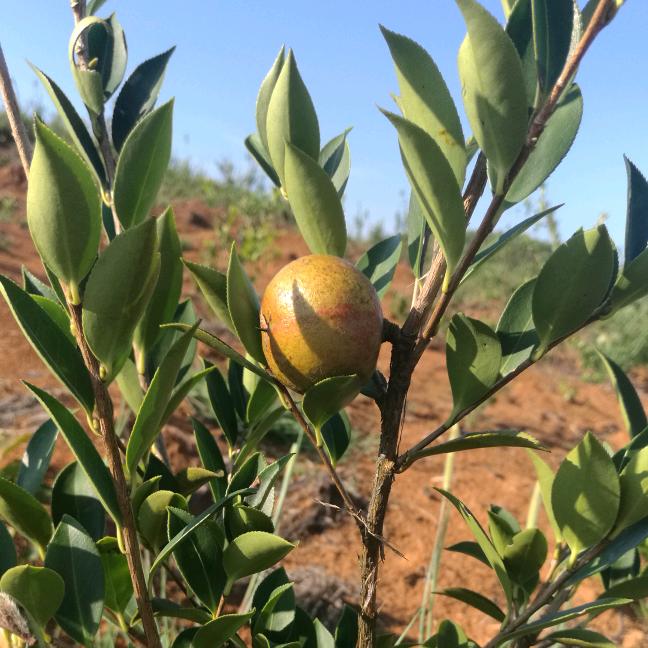 世间美好与你环环相扣