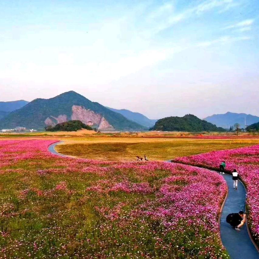 王子芳