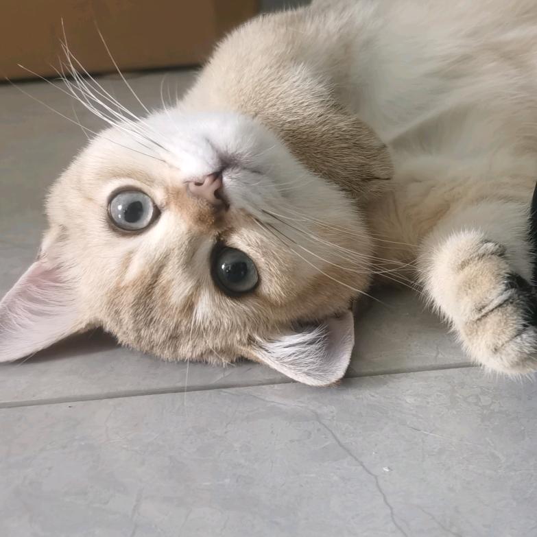 KoKo