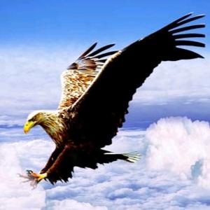 長空飛鹰