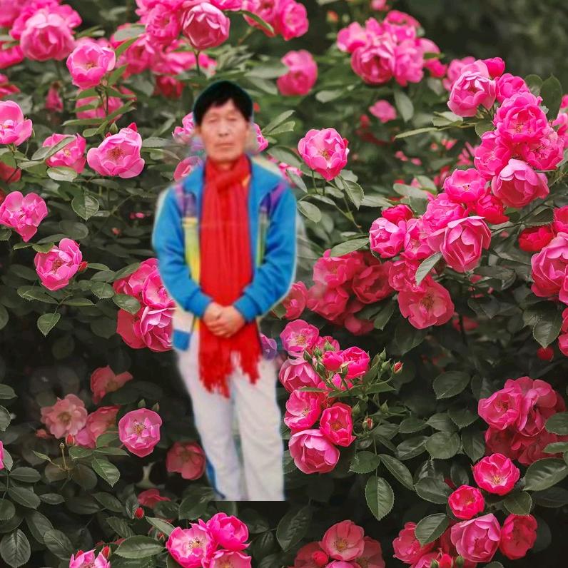老杨同志